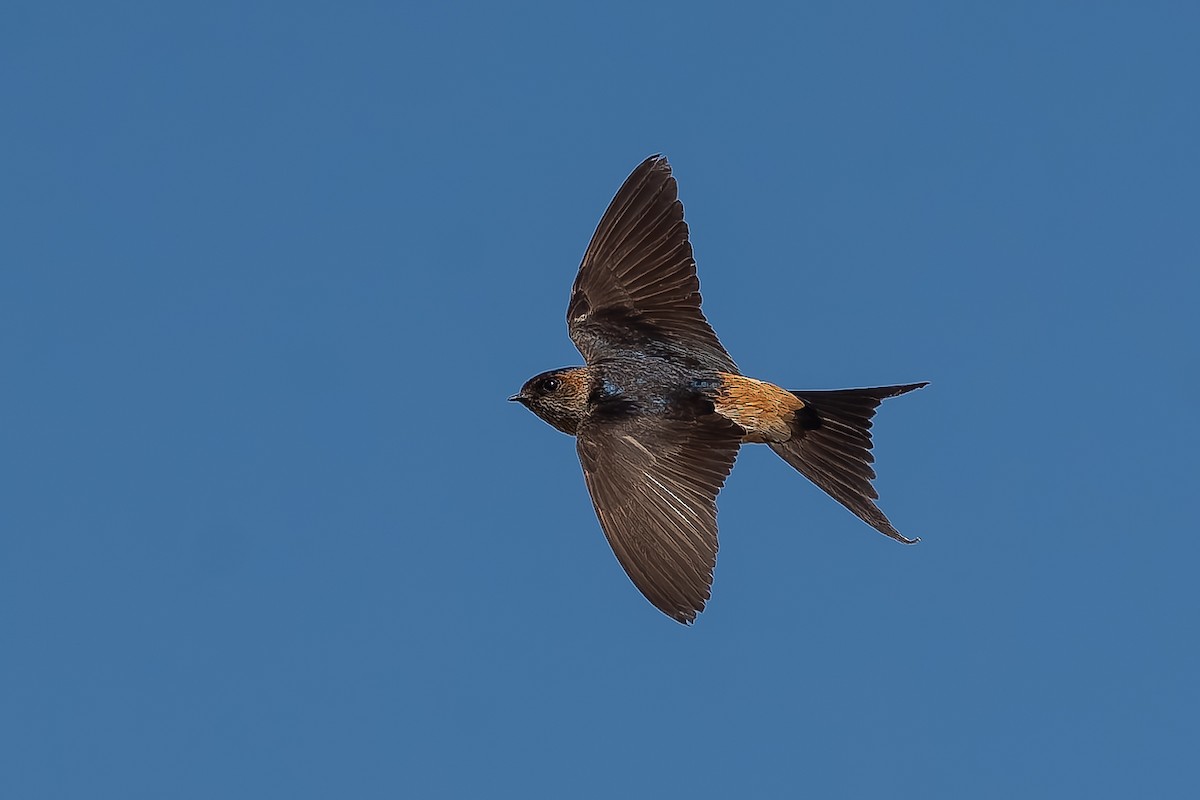 Eastern Red-rumped Swallow - ML629912117
