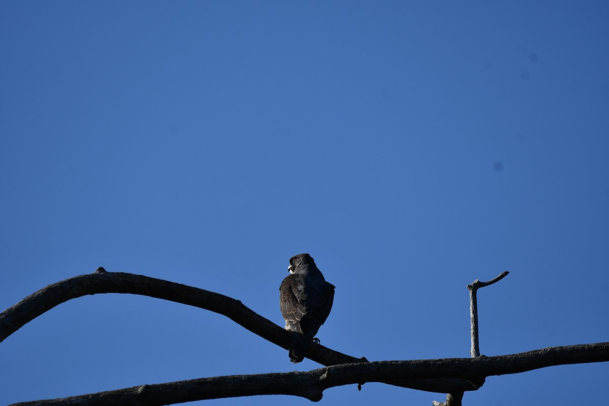 Эгэл шонхор - ML629912285