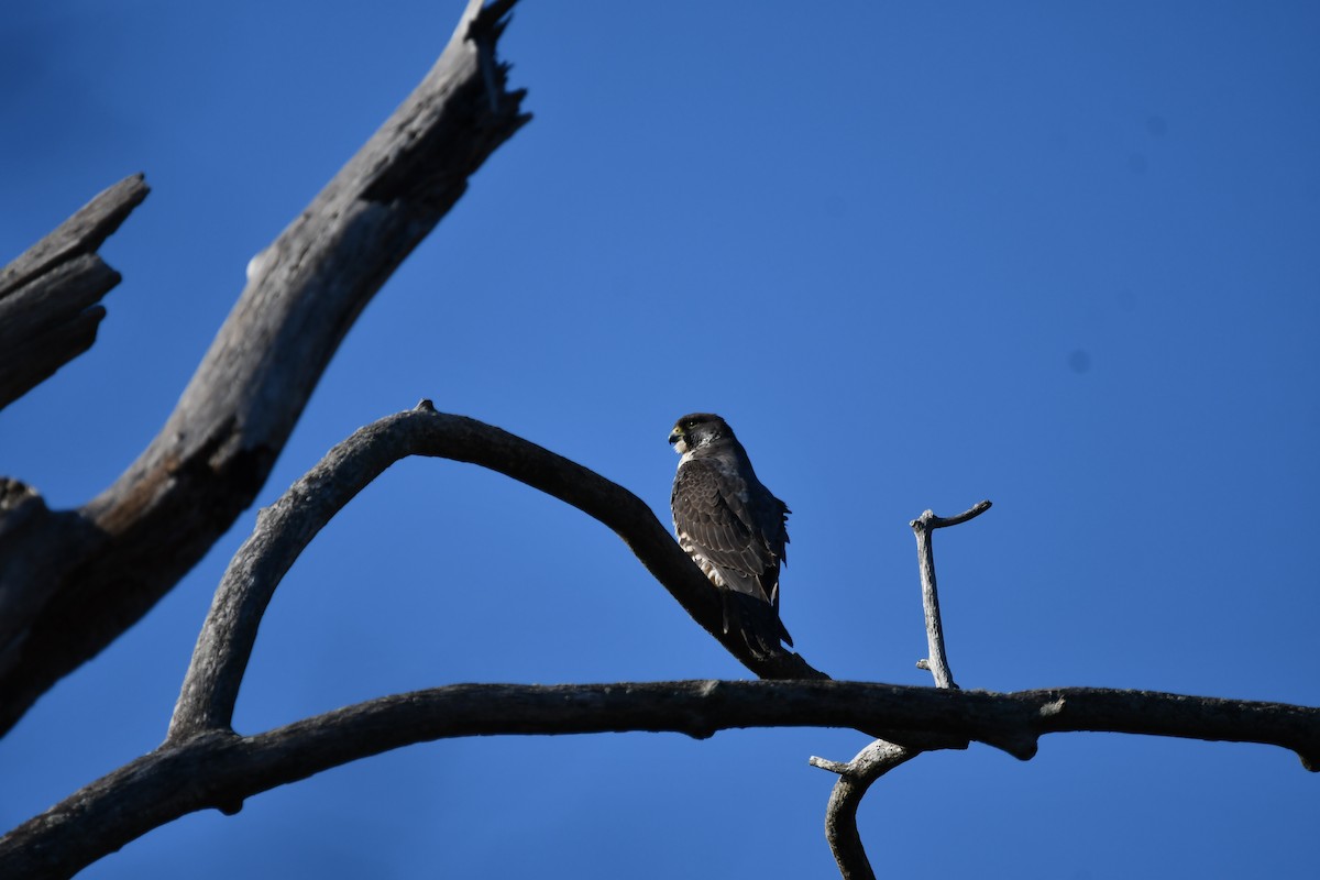 Эгэл шонхор - ML629912286