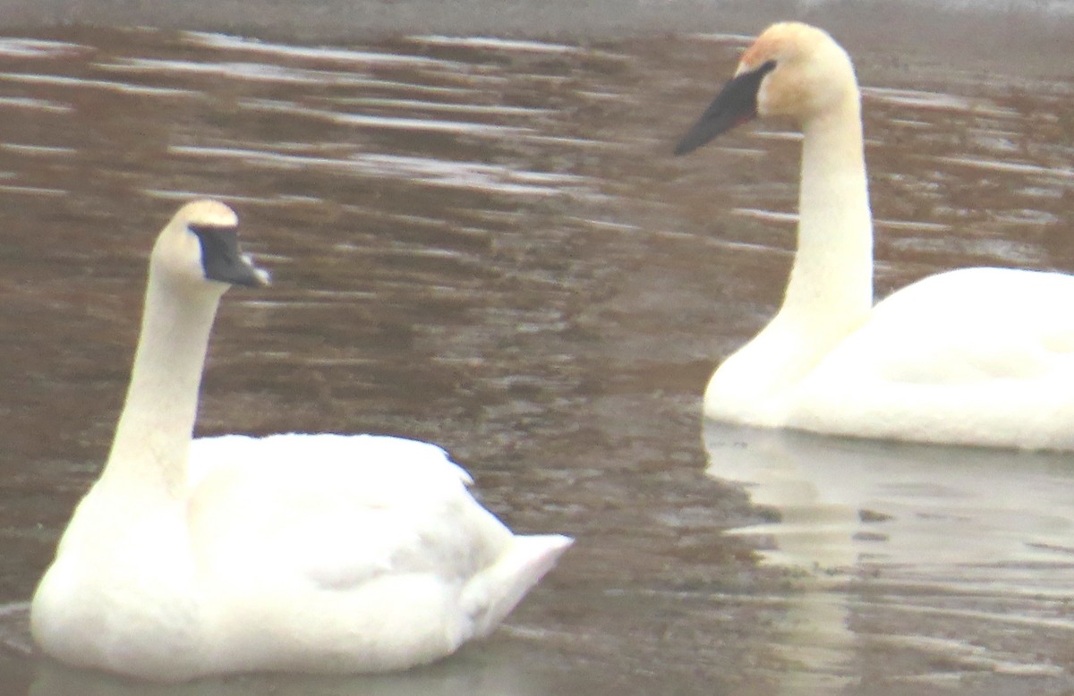 Trumpeter Swan - ML629912345