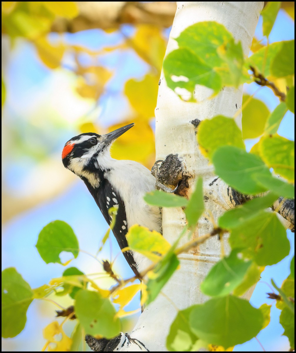 Hairy Woodpecker - ML629912380