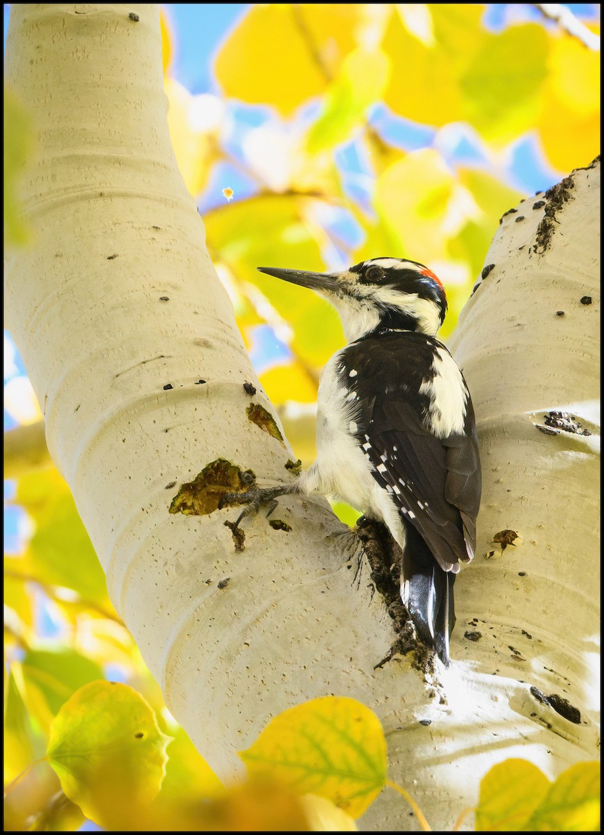 Hairy Woodpecker - ML629912381