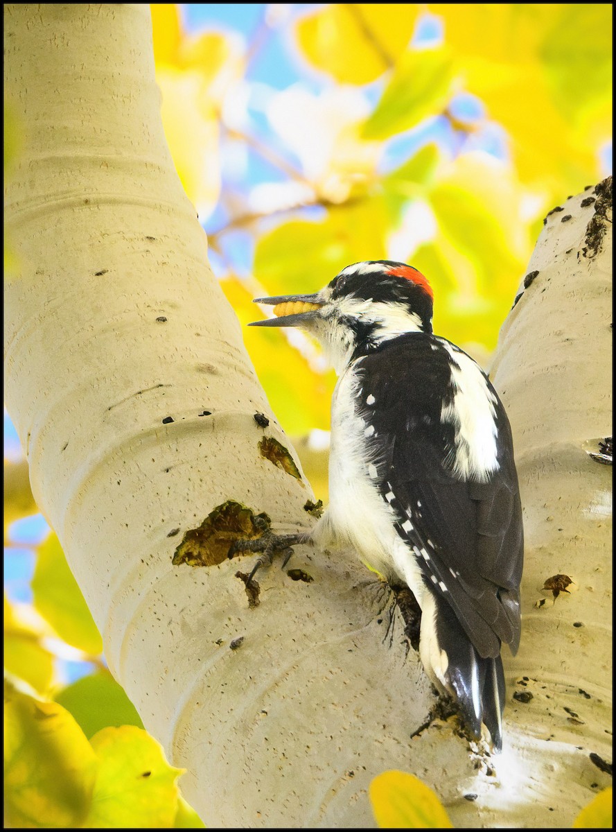 Hairy Woodpecker - ML629912382