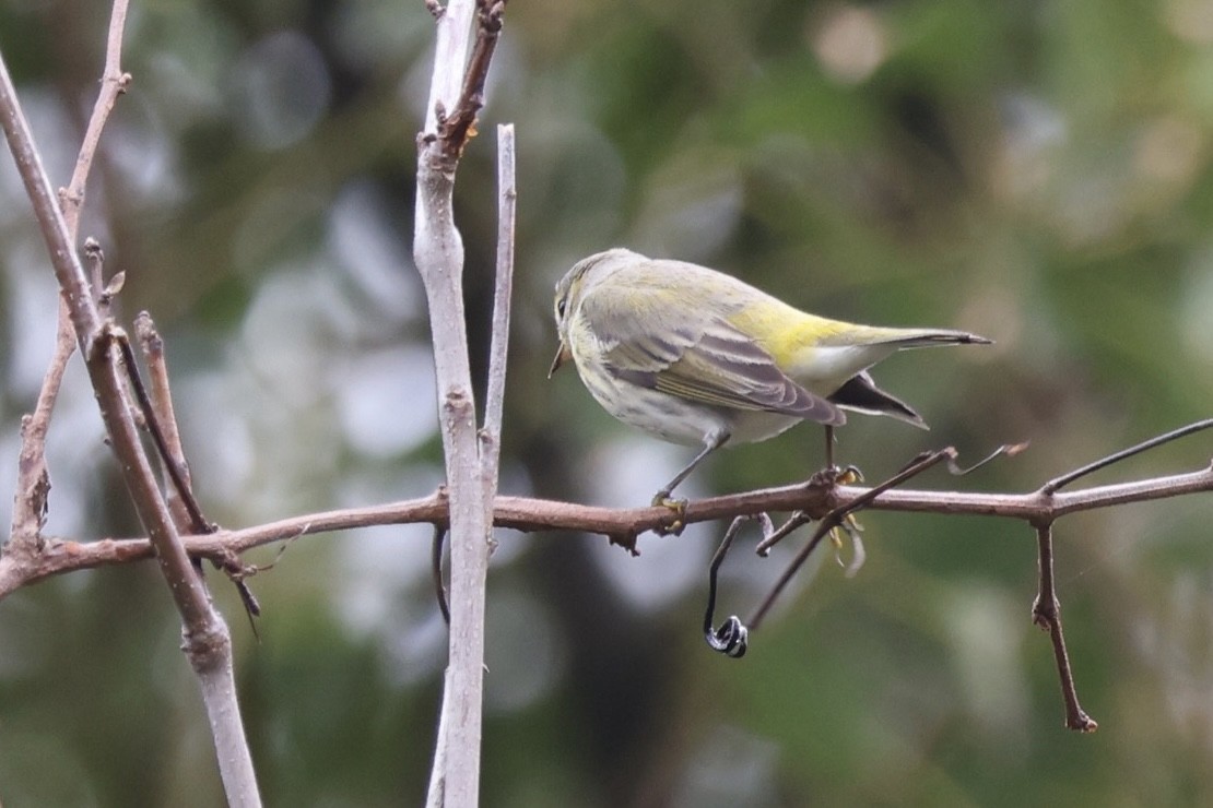 Cape May Warbler - ML629912412