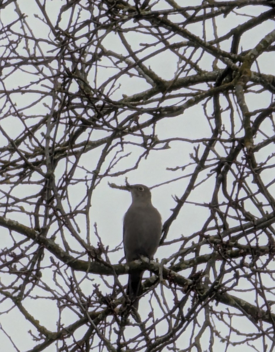 Townsend's Solitaire - ML629912424