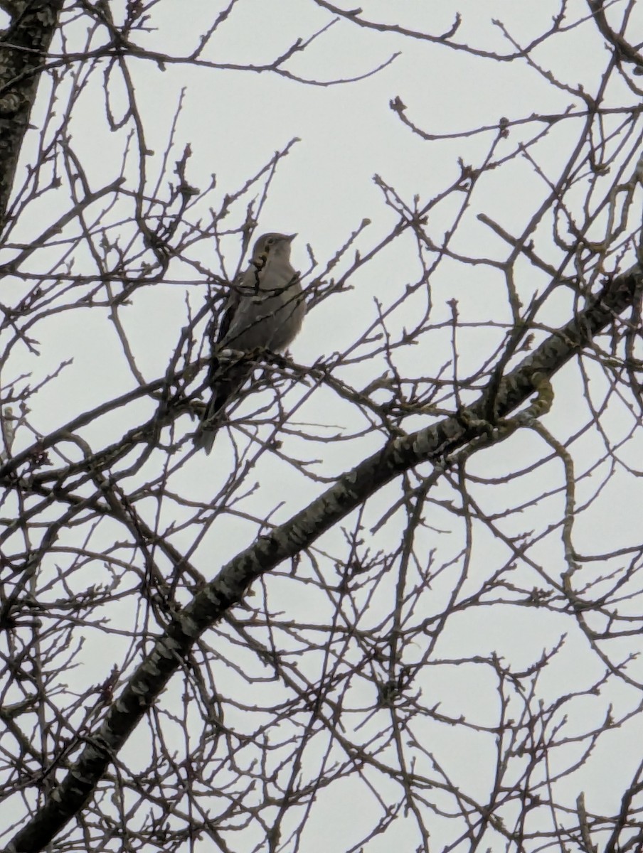 Townsend's Solitaire - ML629912426
