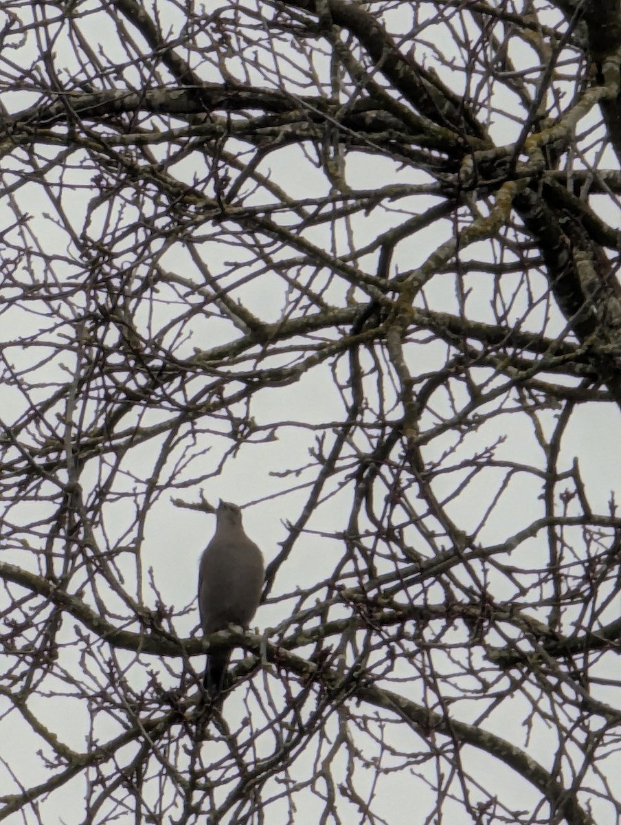 Townsend's Solitaire - ML629912427