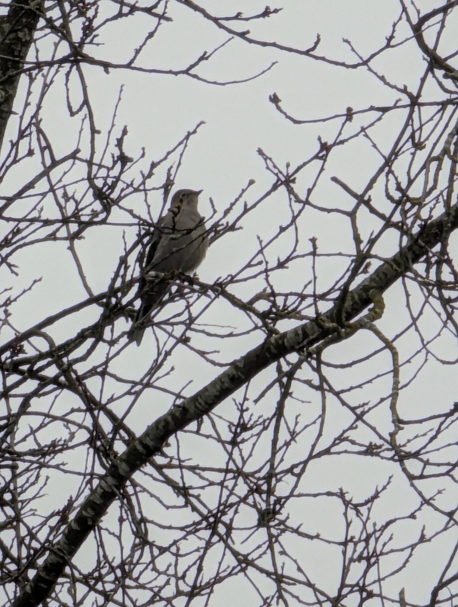 Townsend's Solitaire - ML629912428