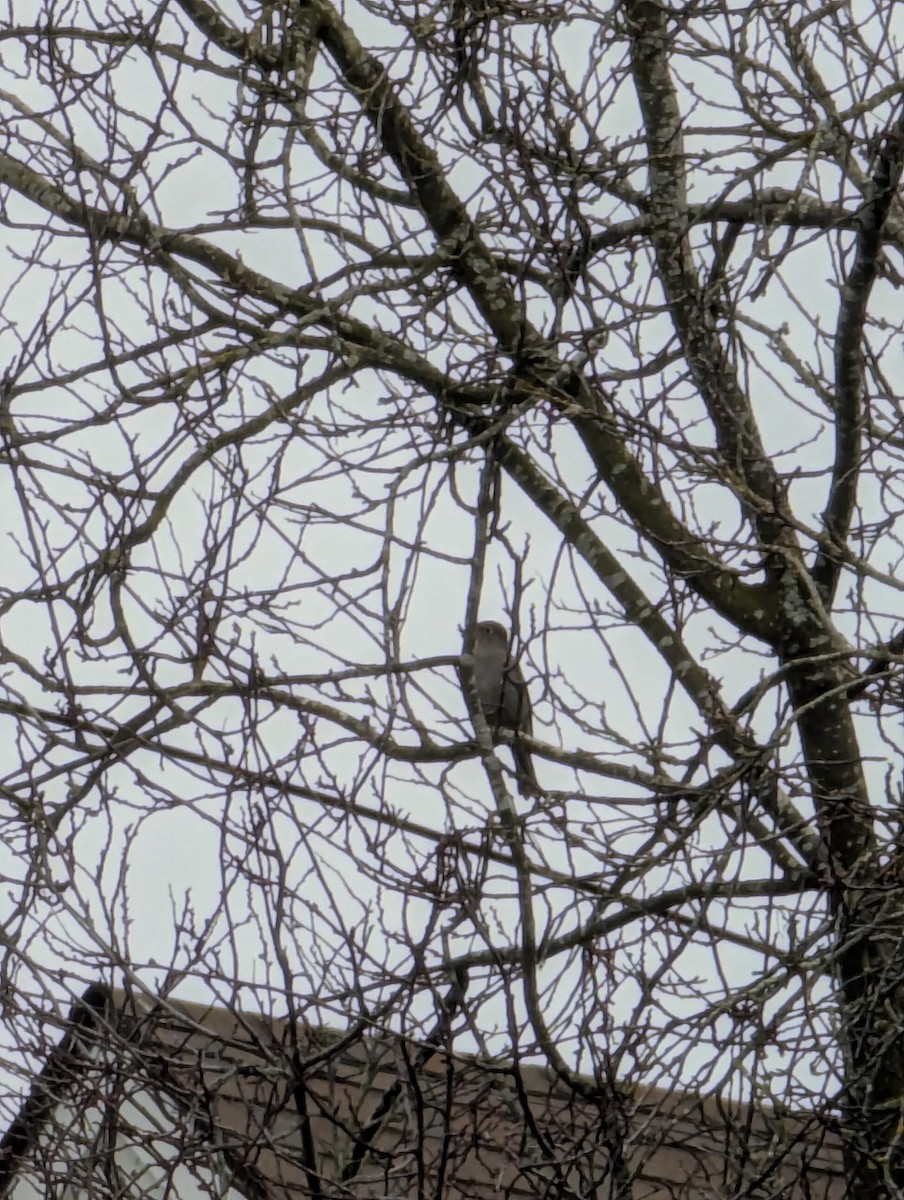 Townsend's Solitaire - ML629912429