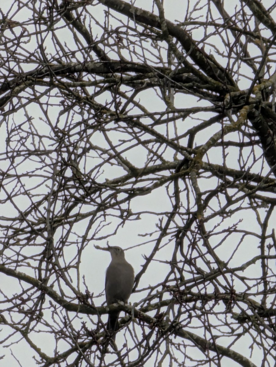 Townsend's Solitaire - ML629912430