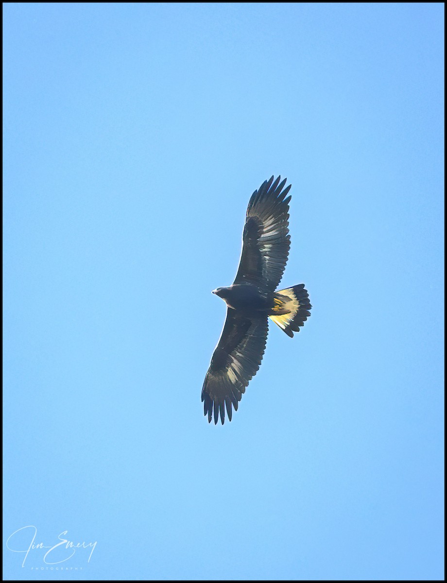 Golden Eagle - ML629912468
