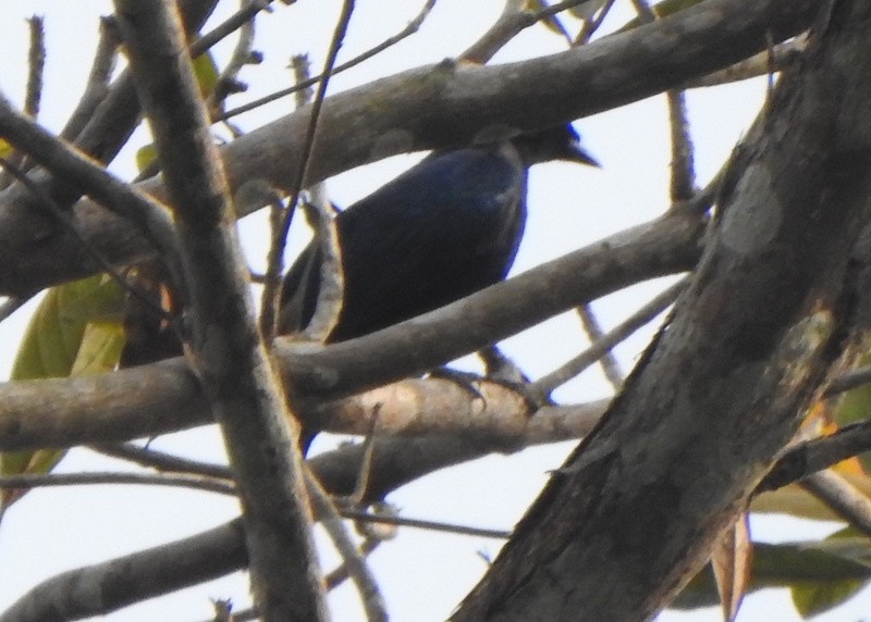 Purple-throated Cuckooshrike - ML629912726