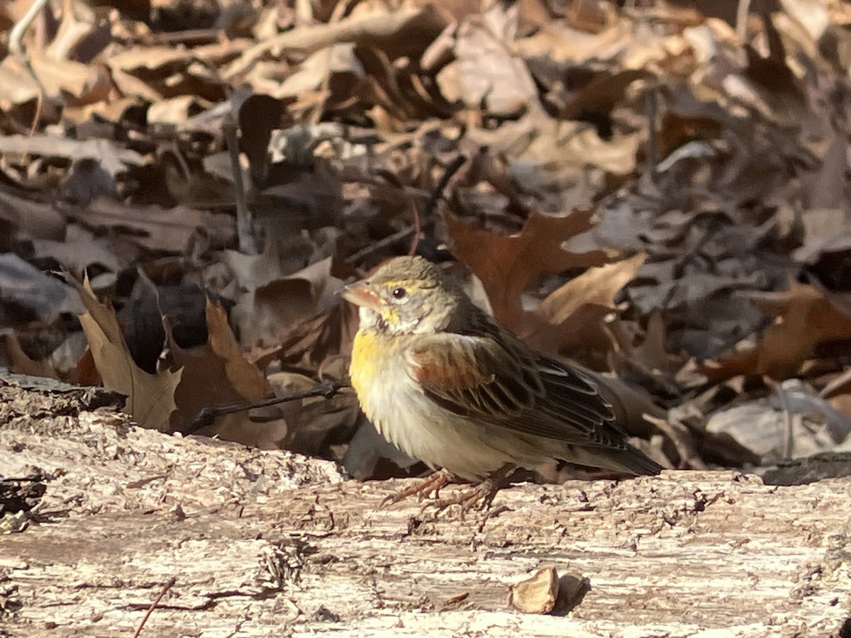 Dickcissel d'Amérique - ML629912922