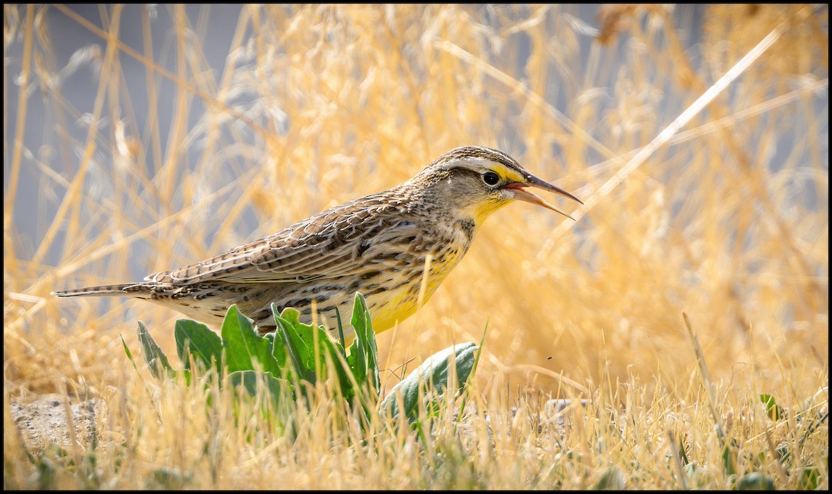 Western Meadowlark - ML629912939