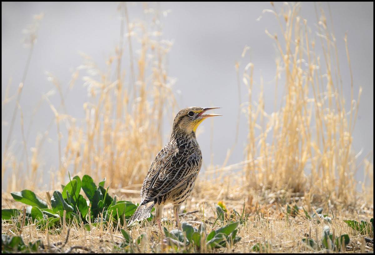 Western Meadowlark - ML629912940