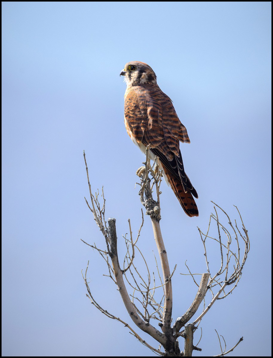 American Kestrel - ML629912942