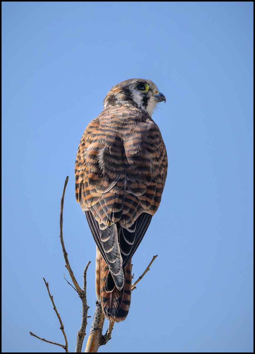 American Kestrel - ML629912943