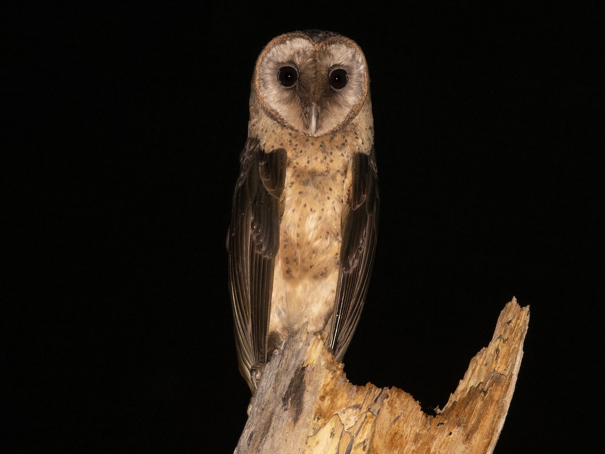  バード　owl フクロウ バード owl フクロウ 180606-20210302-014448-390.jpg