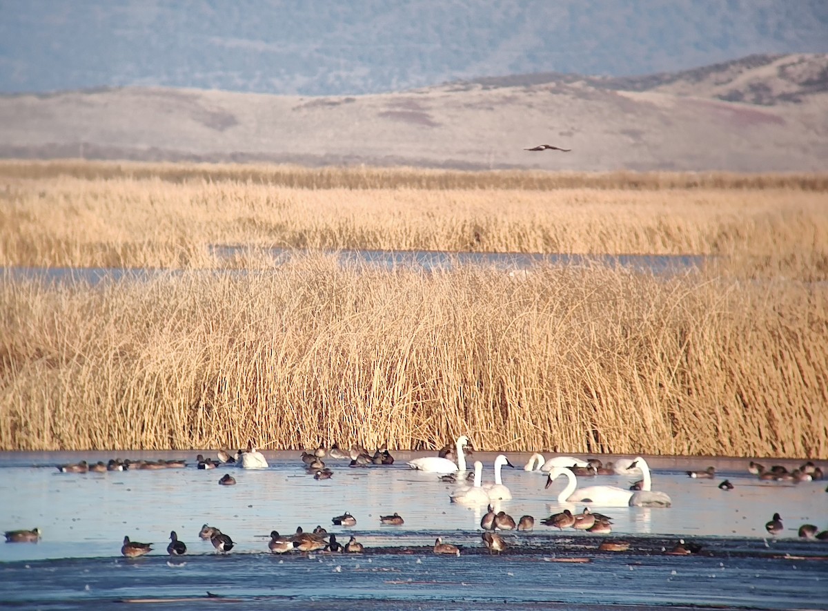 Trumpeter Swan - ML629913087