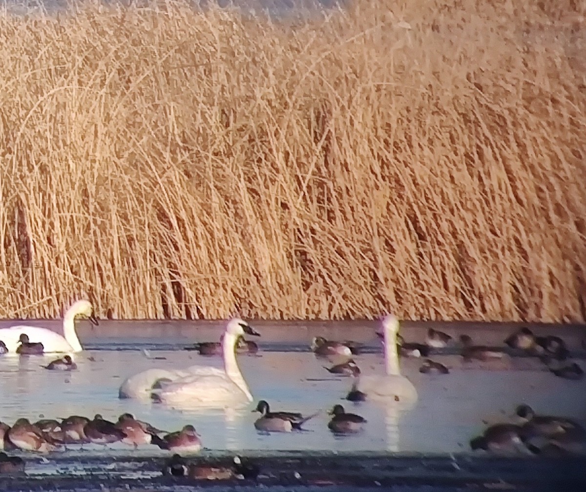 Trumpeter Swan - ML629913088