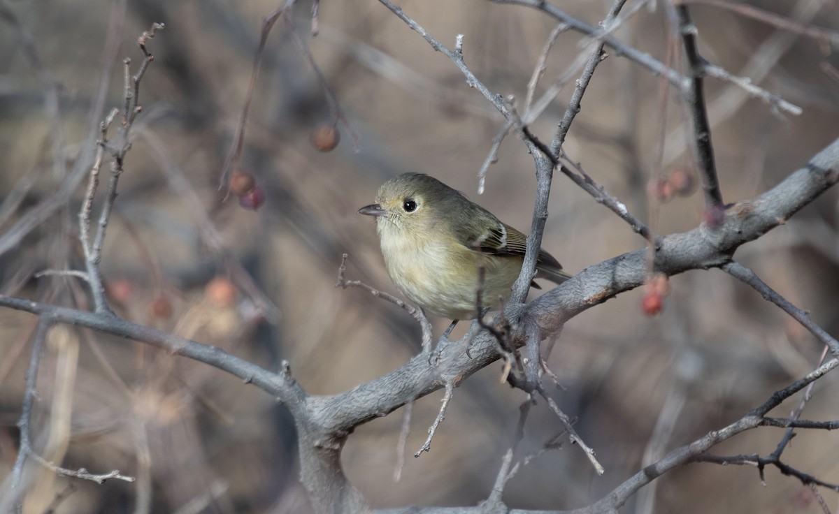 Hutton's Vireo - ML629913641
