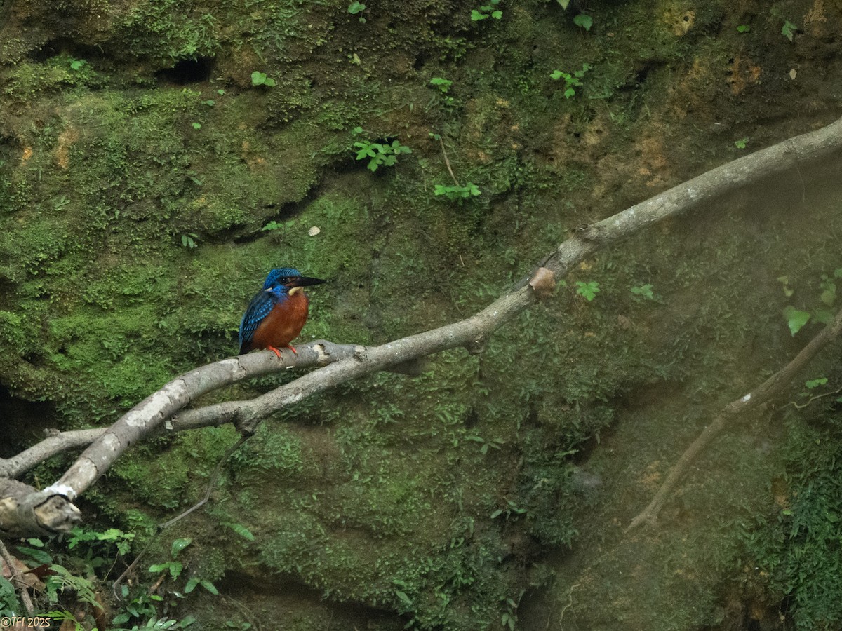 Blue-eared Kingfisher - ML629913736