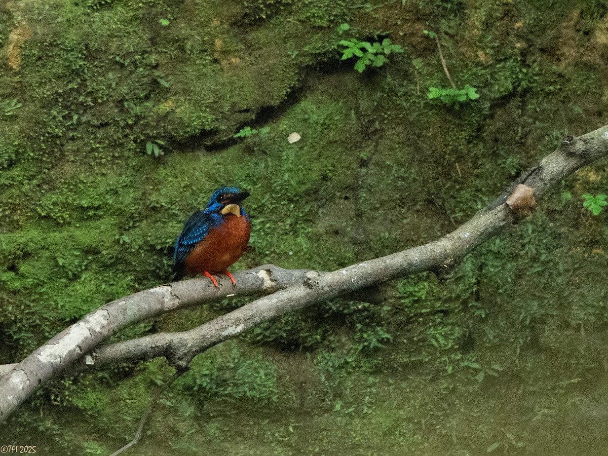 Blue-eared Kingfisher - ML629913743