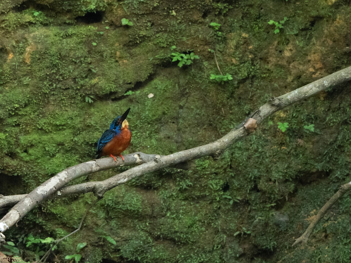 Blue-eared Kingfisher - ML629913744