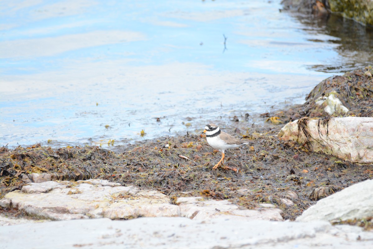Common Ringed Plover - ML629913745