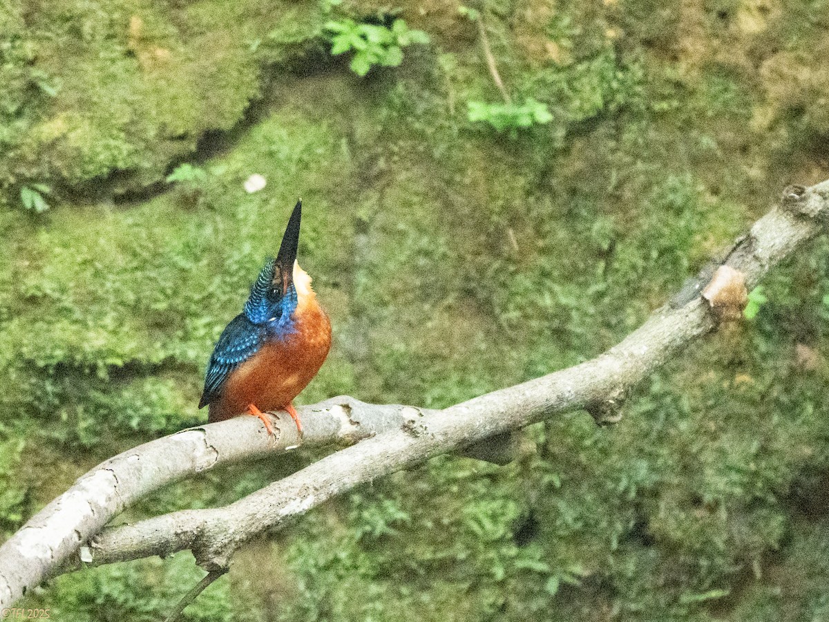 Blue-eared Kingfisher - ML629913749