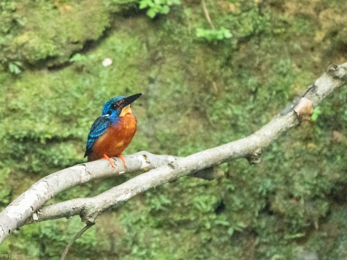 Blue-eared Kingfisher - ML629913751