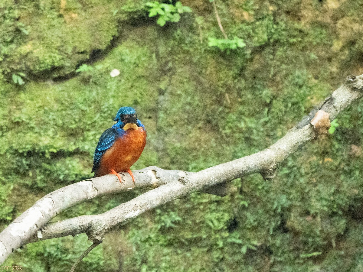 Blue-eared Kingfisher - ML629913752