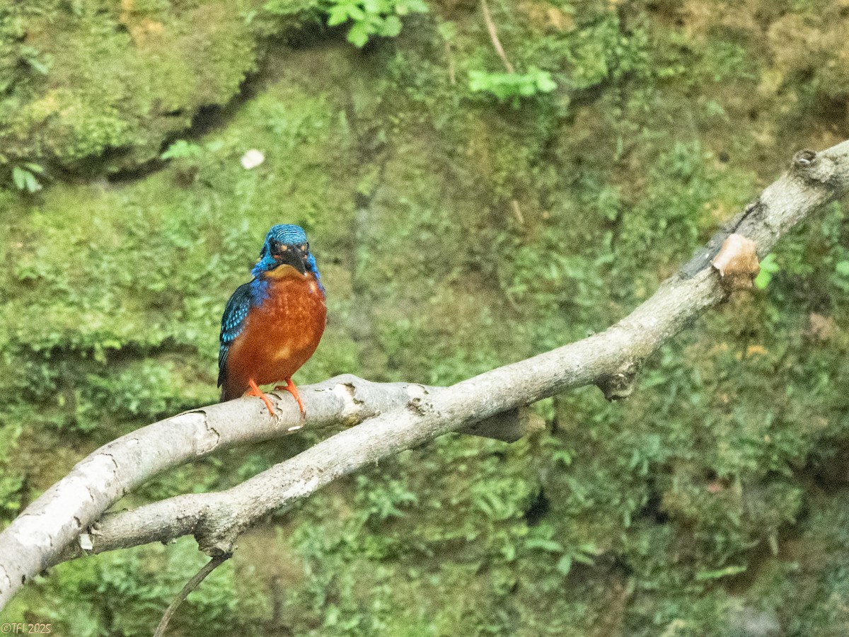 Blue-eared Kingfisher - ML629913756