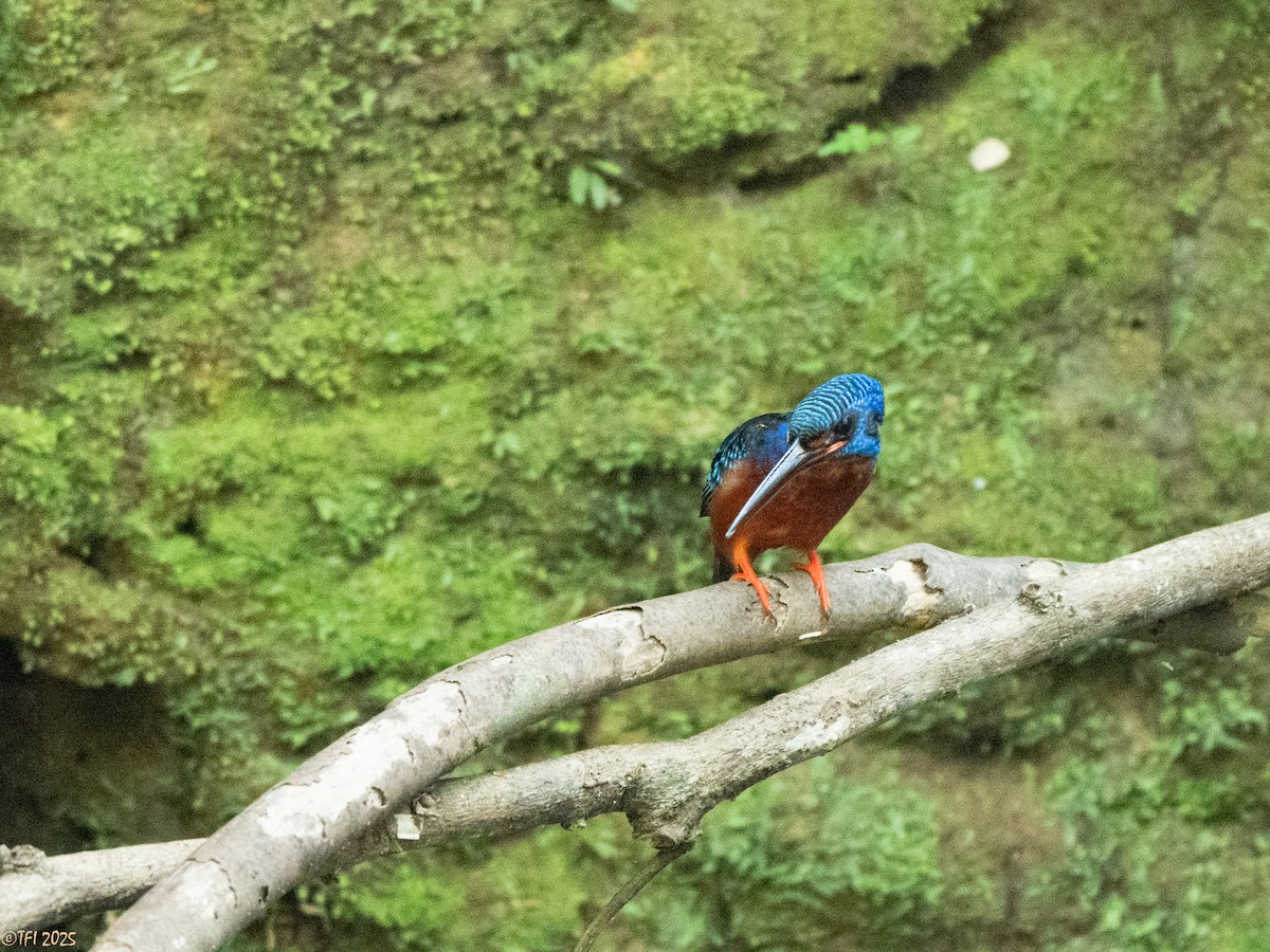 Blue-eared Kingfisher - ML629913760