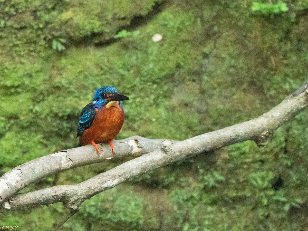 Blue-eared Kingfisher - ML629913766