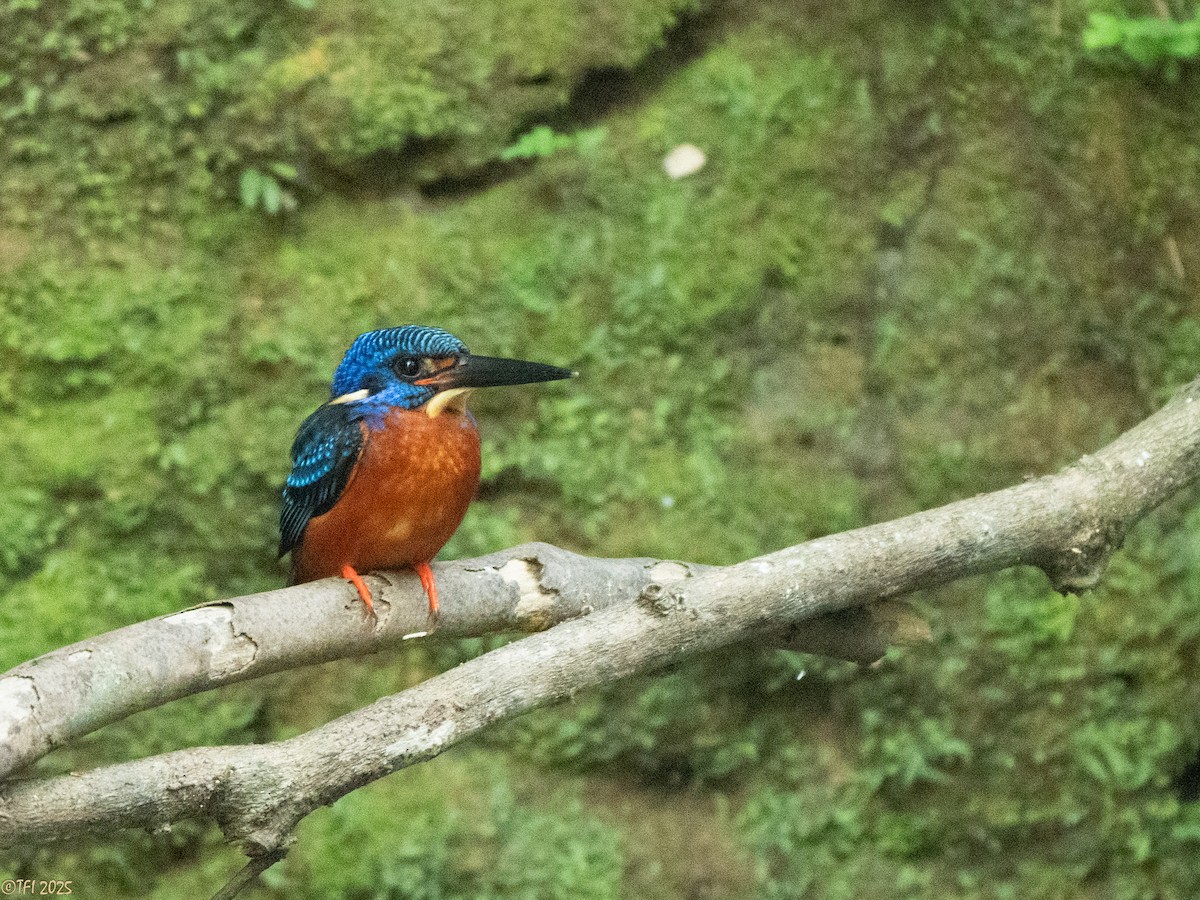 Blue-eared Kingfisher - ML629913769