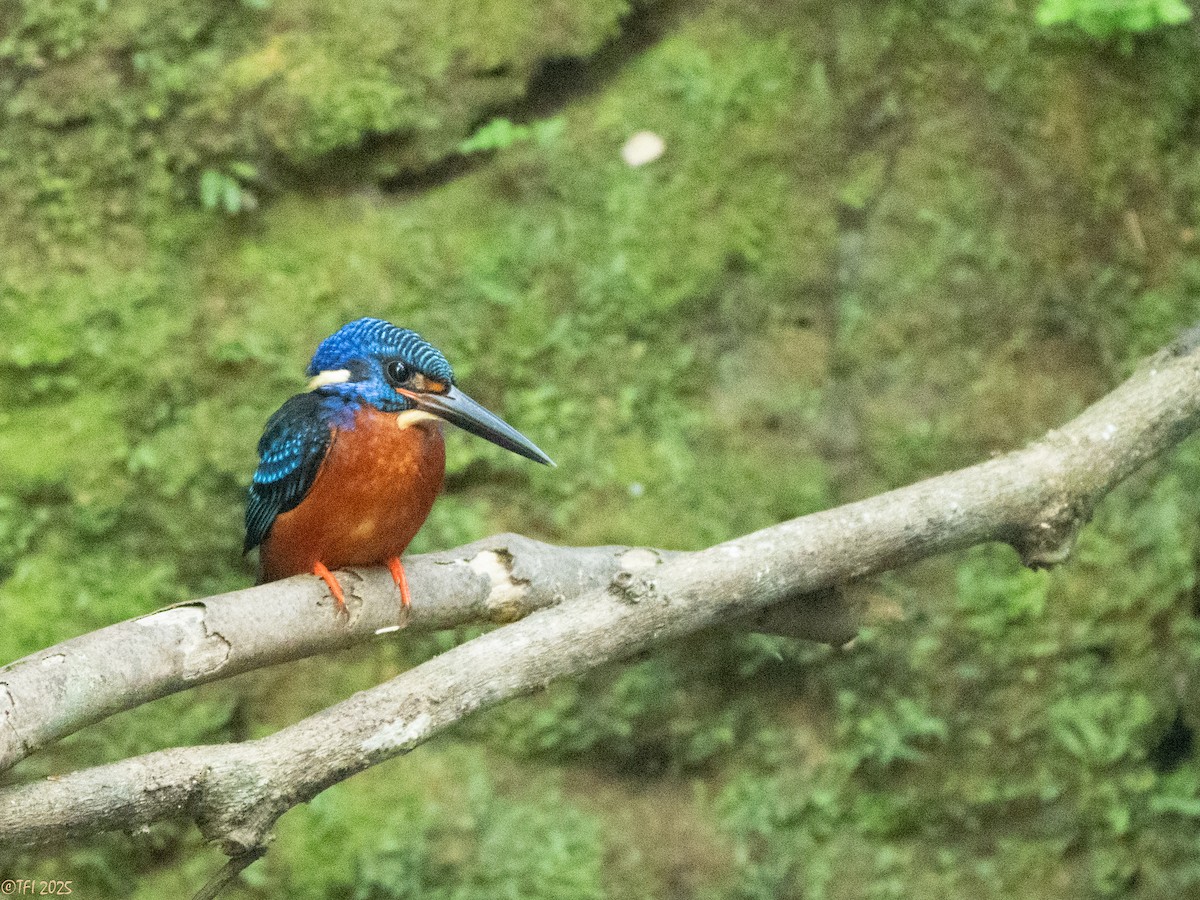 Blue-eared Kingfisher - ML629913774