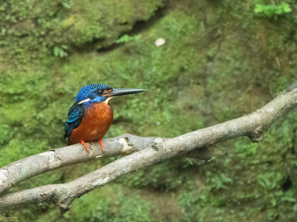 Blue-eared Kingfisher - ML629913775