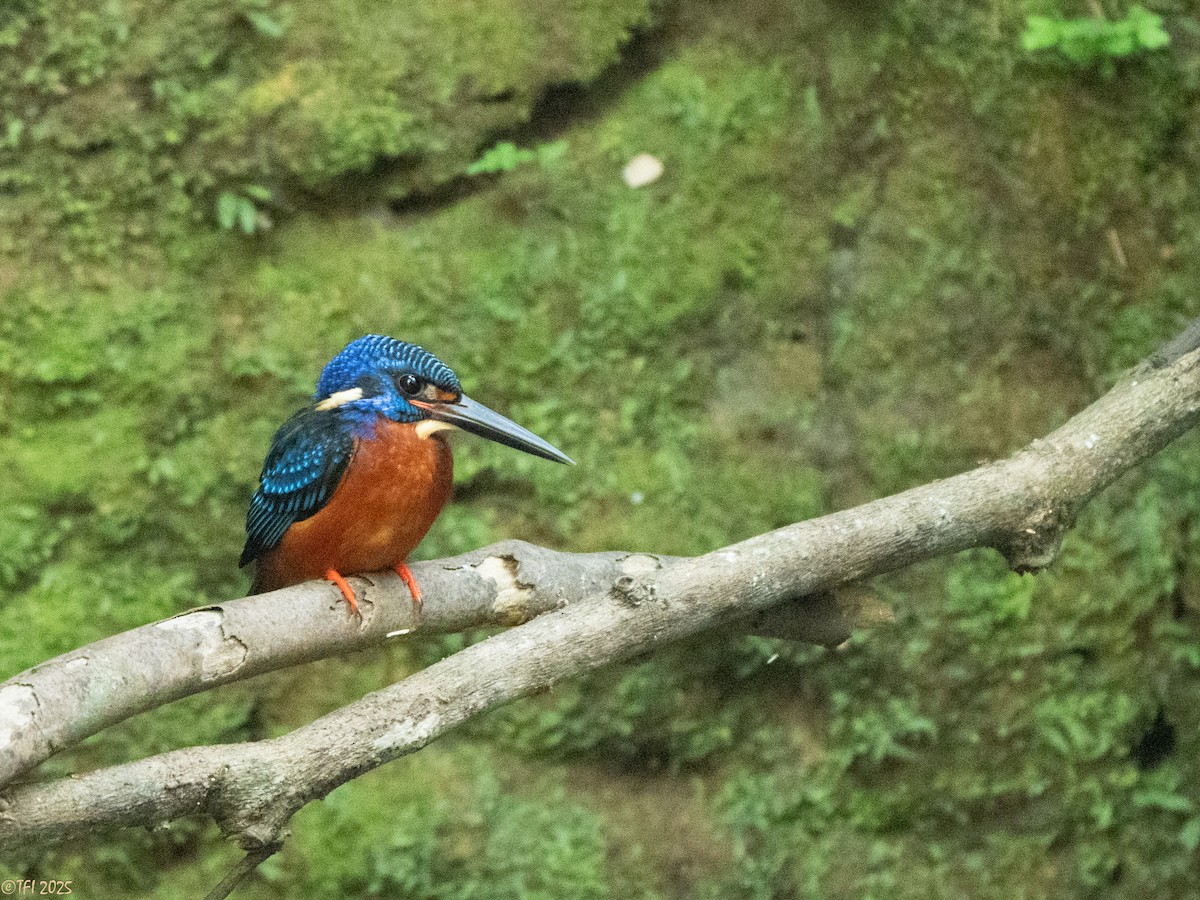 Blue-eared Kingfisher - ML629913776