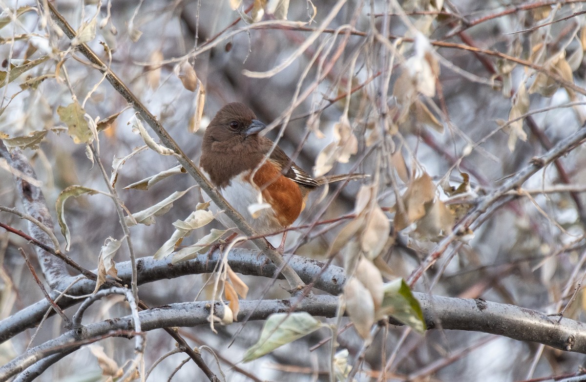 Eastern Towhee - ML629913840
