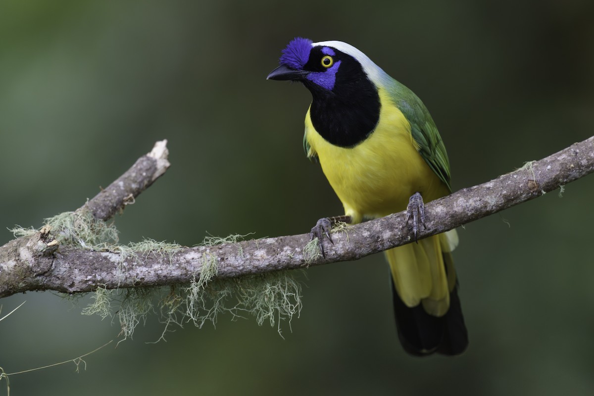Green Jay (Inca) - ML629913869