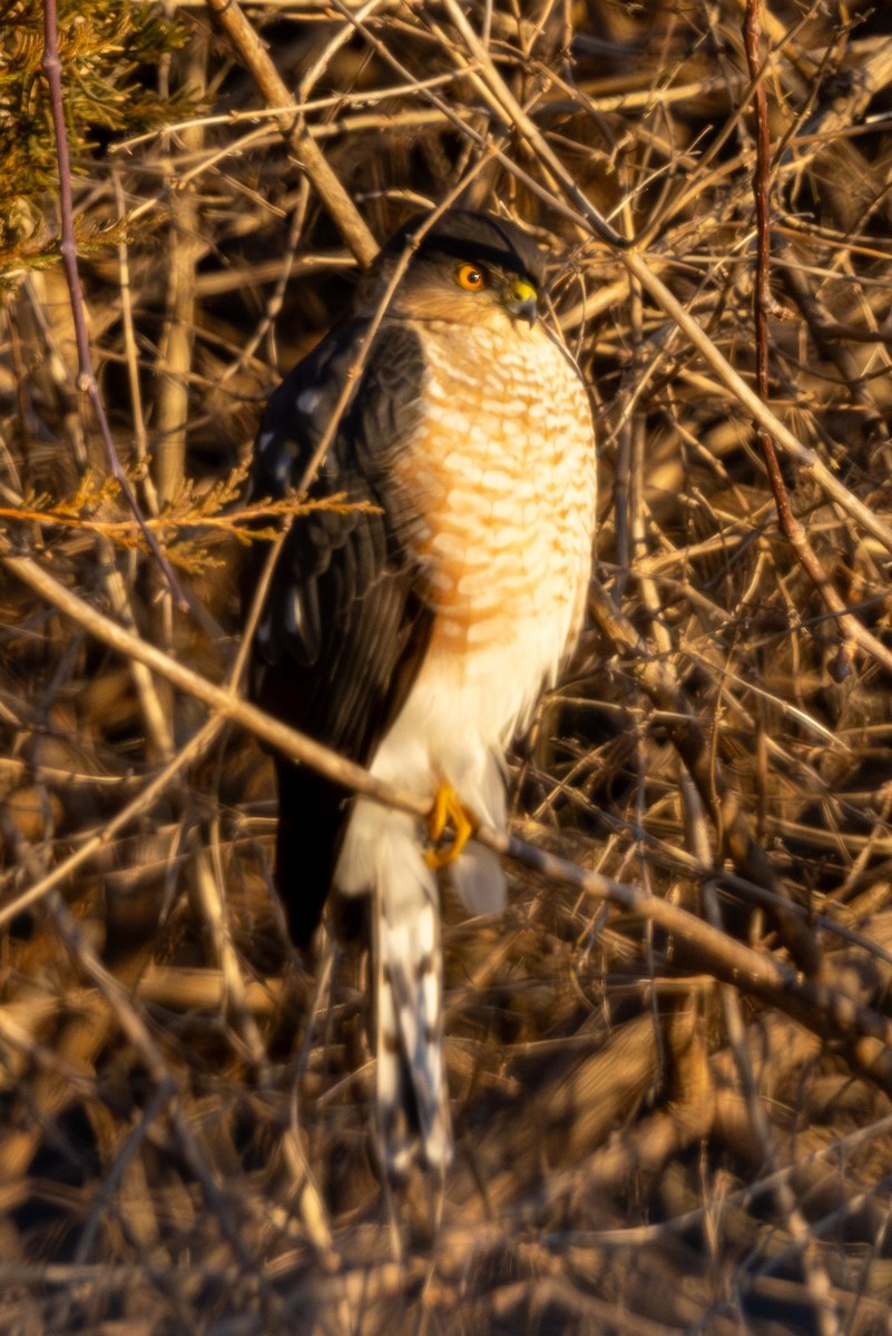 Sharp-shinned Hawk - ML629914060