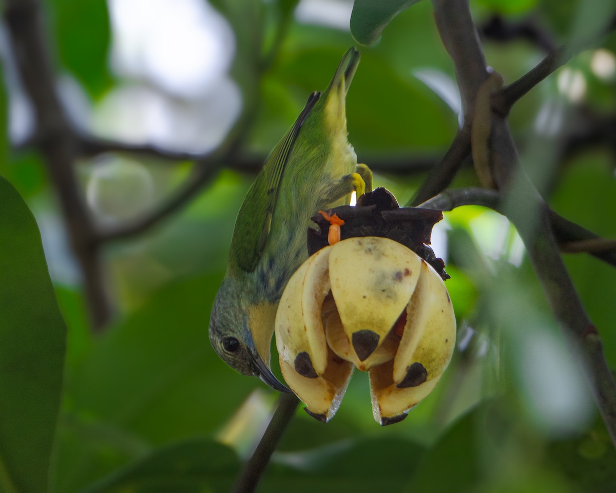 Shining Honeycreeper - ML629914166