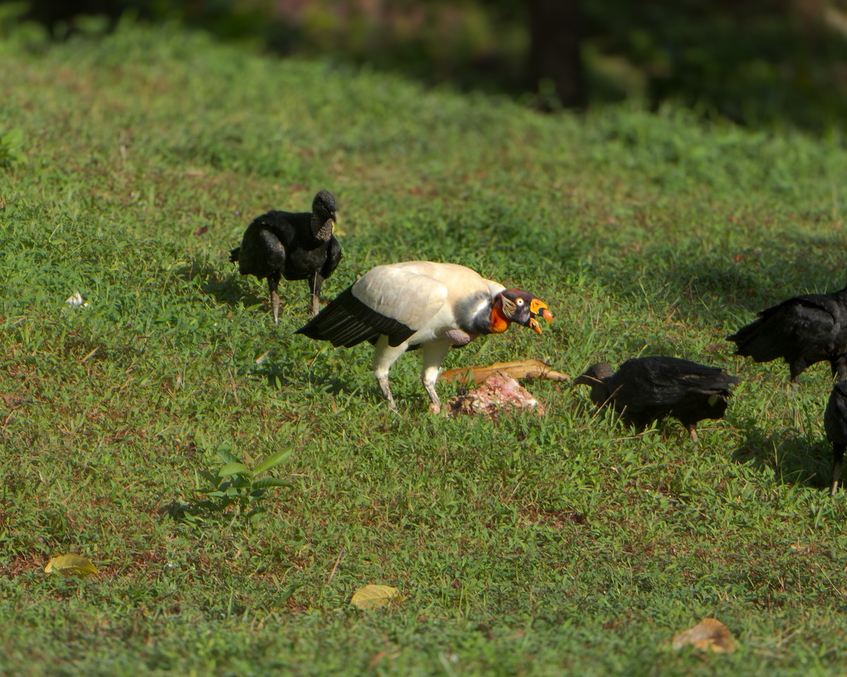 King Vulture - ML629914903