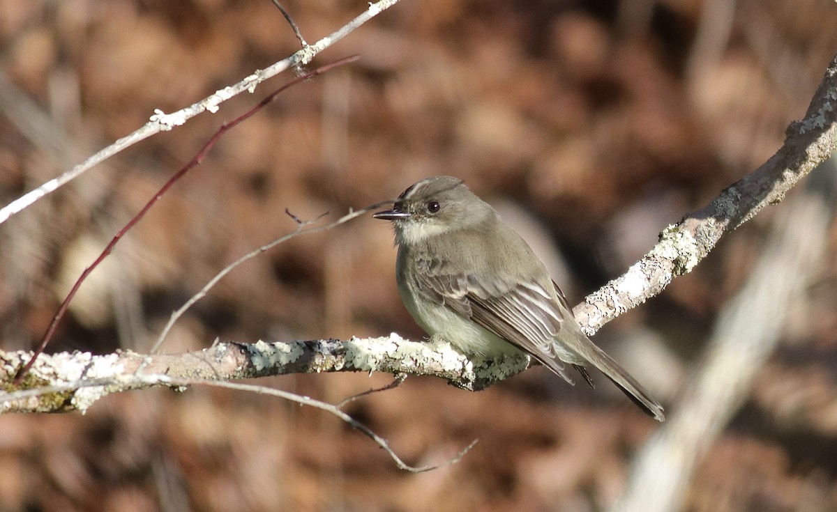 Eastern Phoebe - ML629914972