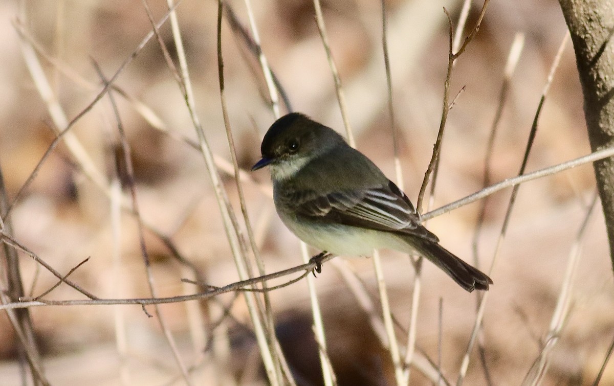 Eastern Phoebe - ML629914974