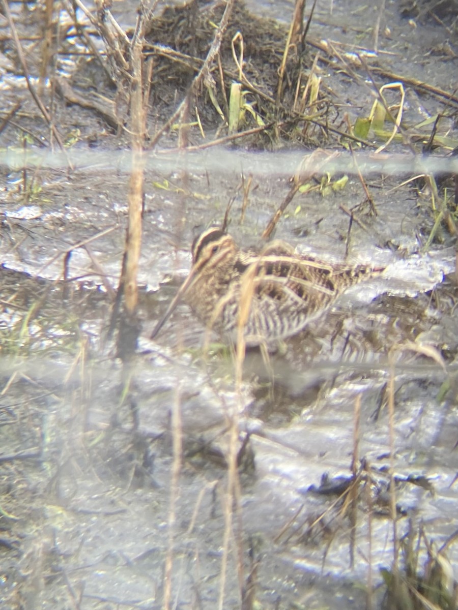 Wilson's Snipe - ML629915079
