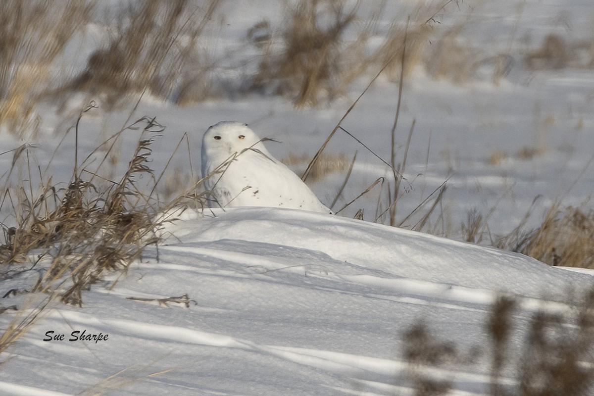 Snowy Owl - ML629915157