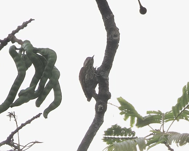 Melancholy Woodpecker - ML629915410