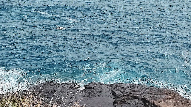 Red-tailed Tropicbird - ML629915493